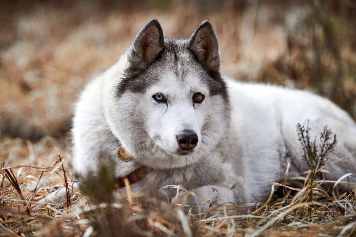 siberian-husky-dog-with-eye-injury-lying-on-dry-gr-2023-11-27-05-20-08-utc (1)