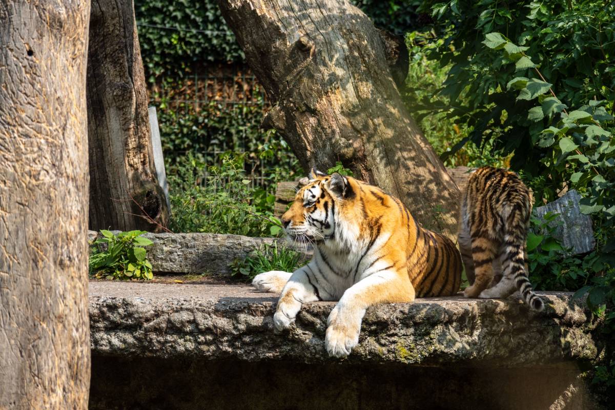 majestic-tiger-lounging-on-a-stone-platform-in-a-l-2024-09-25-03-02-38-utc